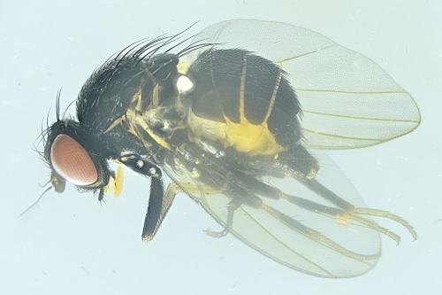 Agromyza sp.